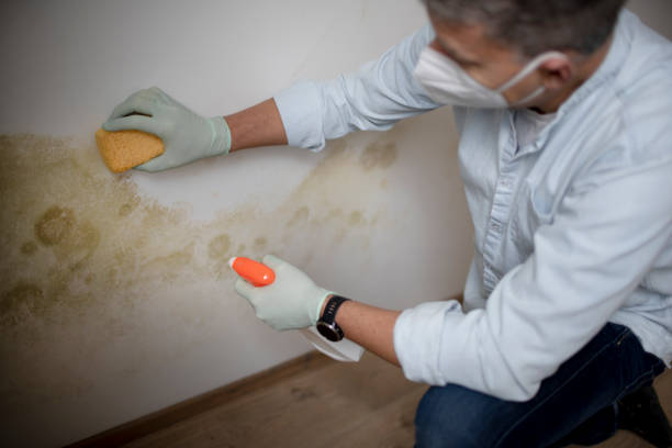 Best Attic Mold Removal  in Yalaha, FL