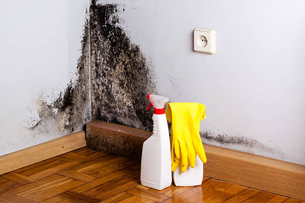 Best Office Mold Removal Services  in Yalaha, FL