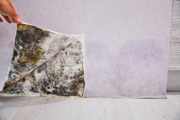 Best Local Mold Removal Service  in Yalaha, FL